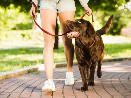 Keeping Your Pets Cool in the Summer Heat: Essential Tips and Tricks