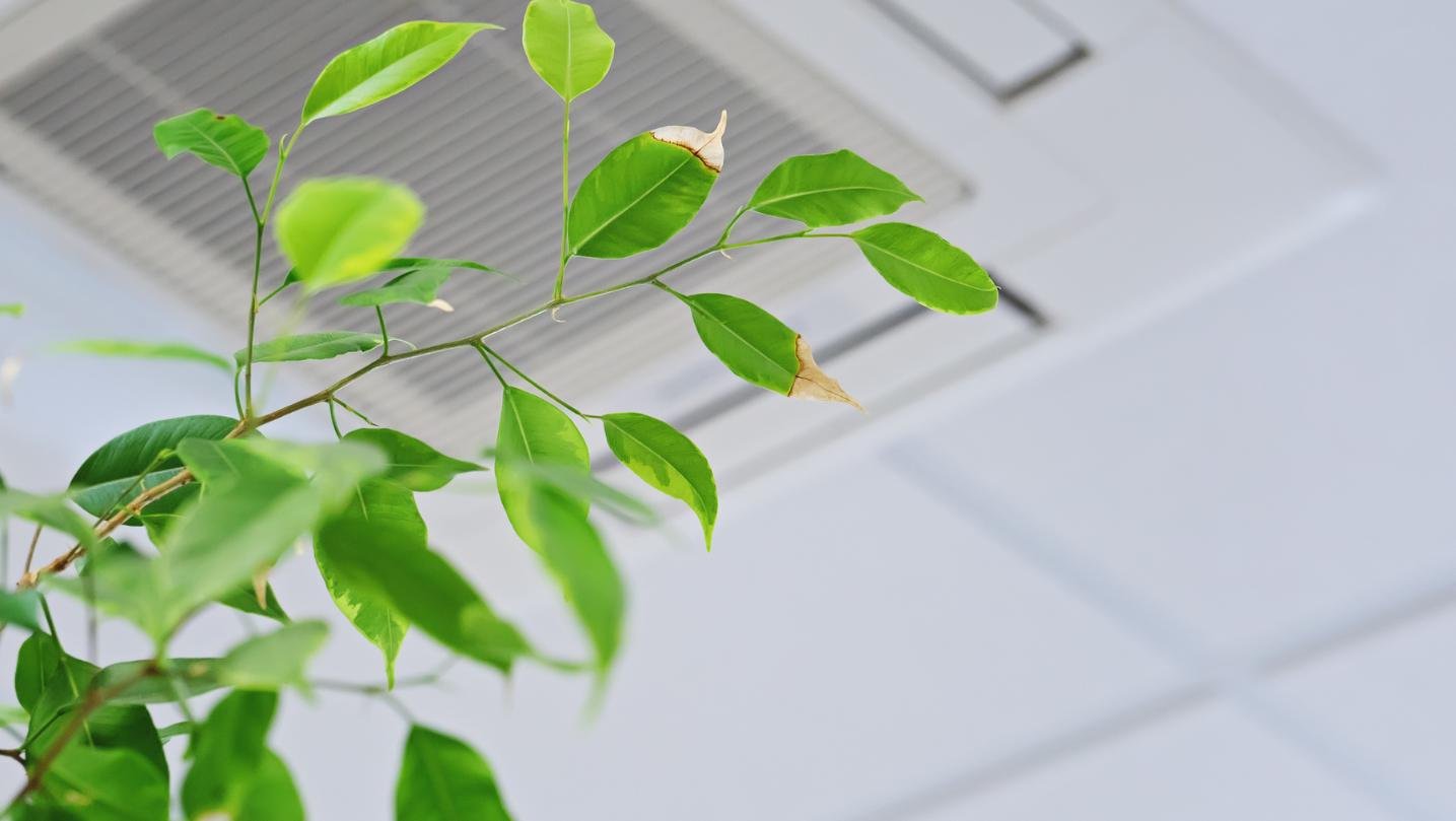 Plants for indoor air quality