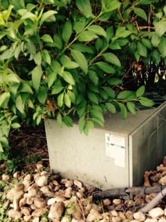 A before and after photo of some landscaping we did before we replaced this home's outdoor condenser. 