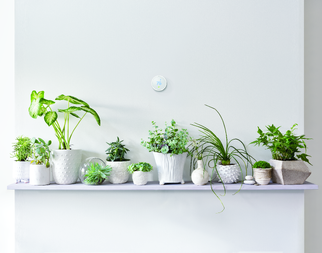 Indoor plants help IAQ improve! 